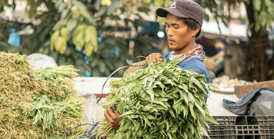 We specialize in the commercial cultivation, harvesting, and processing of premium cash crops—with a key focus on ginger, oil palm, and arable farm produce. Utilizing modern milling machinery, we process raw farm produce into high-grade products packaged for industrial, domestic, and international markets.