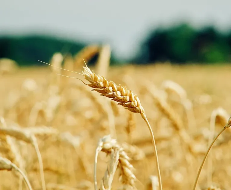 Why farm produce trading matters to LKKU Farms and the buyers we serve across Nigeria.