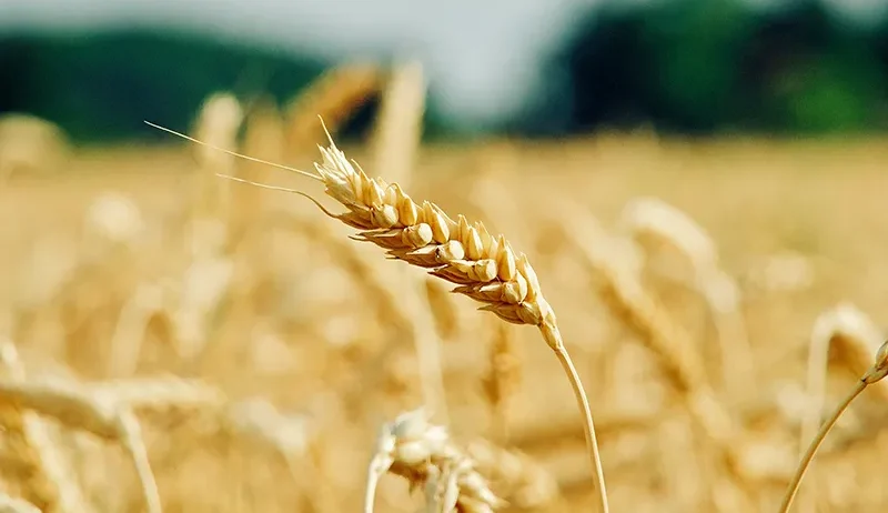 Why farm produce trading matters to LKKU Farms and the buyers we serve across Nigeria.