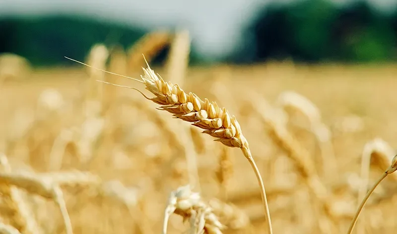 Why farm produce trading matters to LKKU Farms and the buyers we serve across Nigeria.